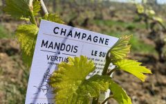 Champagne Mandois Vertus le Sud Winery Image