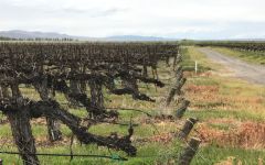Luke Winery Image