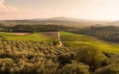 Tenuta di Bibbiano Capannino Vineyard  Winery Image