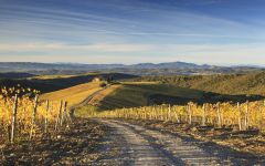 Castiglion del Bosco Capanna Vineyard  Winery Image