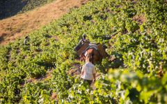 Bodegas Jorge Ordonez Malaga Winery Image