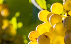 Scaia Scaia Garganega Grapes Winery Image