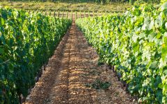 Chateau Du Caillau Winery Image