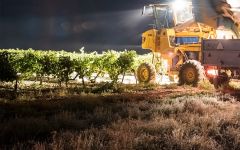 Cantarranas Night harvest Winery Image