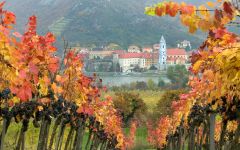 Domane Wachau Autumn Winery Image
