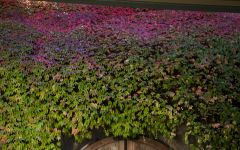 Antica Antica caves Winery Image