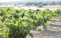 Teso la Monja  Winery Image