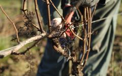 Domaine Raphael Sallet Winery Image