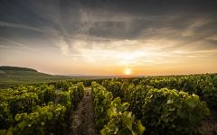 Laurent-Perrier Sunset View - Montagne de Reims Winery Image