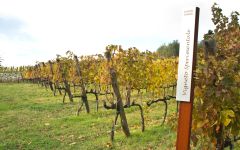 Lamole di Lamole  Winery Image