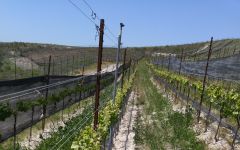 The Hilt  The Hilt Estate Diatomaceous Earth  Winery Image