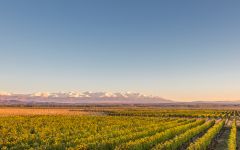 Vina Cobos Vineyards Against the Andes Mountains Winery Image