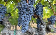 Heir Apparent Stags Leap District Cabernet Sauvignon 2022