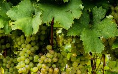 Clos Amador Clos Amador Vines Winery Image