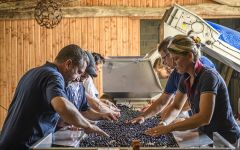 Chateau Croix de Labrie Sorting Table at Harvest Winery Image