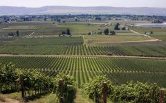 Pacific Rim Pacific Rim Vineyards Winery Image