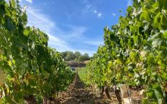 Domaine Raphael Sallet Winery Image