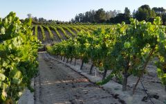 Goldschmidt Vineyard Goldschmidt Vineyards Winery Image