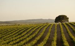 Fuenteseca  Winery Image