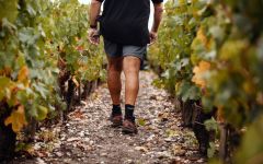 Chateau Brane-Cantenac Château Brane-Cantenac Vineyard Winery Image