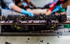 Twomey Anderson Valley Pinot Noir Sorting  Winery Image
