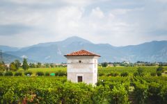 Berlucchi Harvest Winery Image