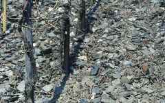 Loosen Bros. Blue Slate Soil Winery Image