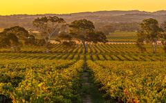 Yalumba The Signature Vineyard Winery Image
