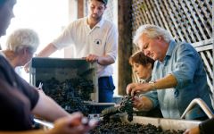 Chateau Angelus Sorting Grapes After Harvest Winery Image