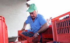 Rocca Giovanni The Wines Winery Image