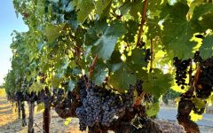 Buck Summit Harvest on the Horizon Winery Image