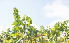Bodegas Jorge Ordonez Malaga Winery Image