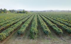 Cleto Chiarli Vineyards in Modena Winery Image