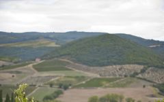 Castello Romitorio Harvest at Castello Romitorio Winery Image