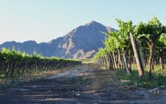 Amalaya High Altitude Vineyards  Winery Image