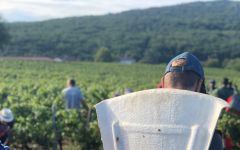 Famille Paquet Harvest  Winery Image