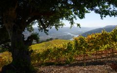 Leyda Leyda Vineyards in Autumn Winery Image