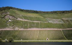 Dr. Loosen Winery Image