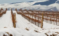 Bodegas Ontanon Siete Caminos vineyard Winery Image