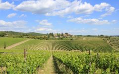 Rocca delle Macie Rocca Delle Macie Vineyards Winery Image