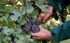 Tenuta Polvaro Harvested with Care Winery Image