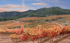 Bodegas Ontanon Viñedo La Pasada Winery Image