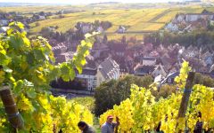 Trimbach Hand Pruning Vines in the Vineyard Winery Image