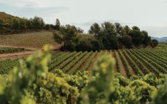 Chateau Galoupet A Microclimate Winery Image