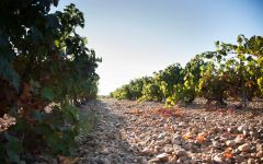 Matsu Matsu Terroir Winery Image