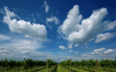 Lunetta Winery Image