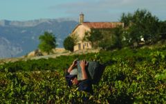 Contino Traditional varieties Winery Image