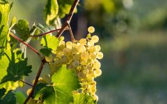 Fiol Fiol Grapes Winery Image
