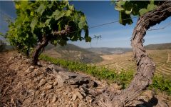 Graham's Douro Old Vines Winery Image