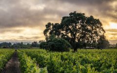 Adobe Road  Sangiacomo Vineyards - Robert’s Road Winery Image